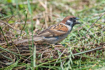 Eurasian Tree Sparrow 神戸市西区岩岡町 Mon, 6/21/2021
