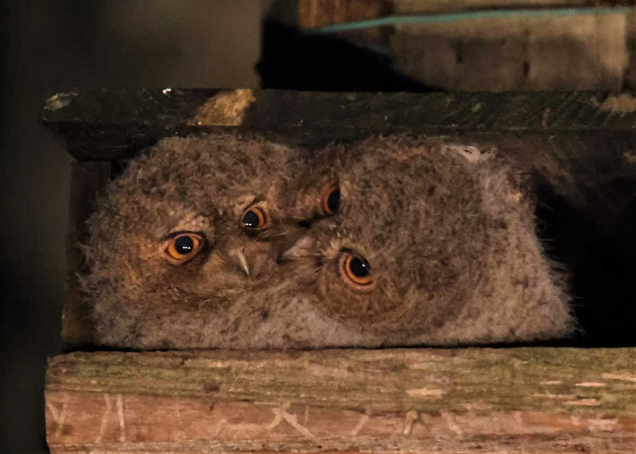 オオコノハズクのヒナ