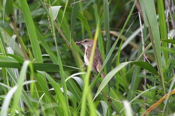 2021年7月3日(土) 渡良瀬遊水地の野鳥観察記録