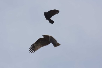 Black Kite 京都市鴨川公園 Sat, 3/25/2017