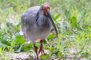 Crested Ibis 出雲市 Sat, 6/26/2021