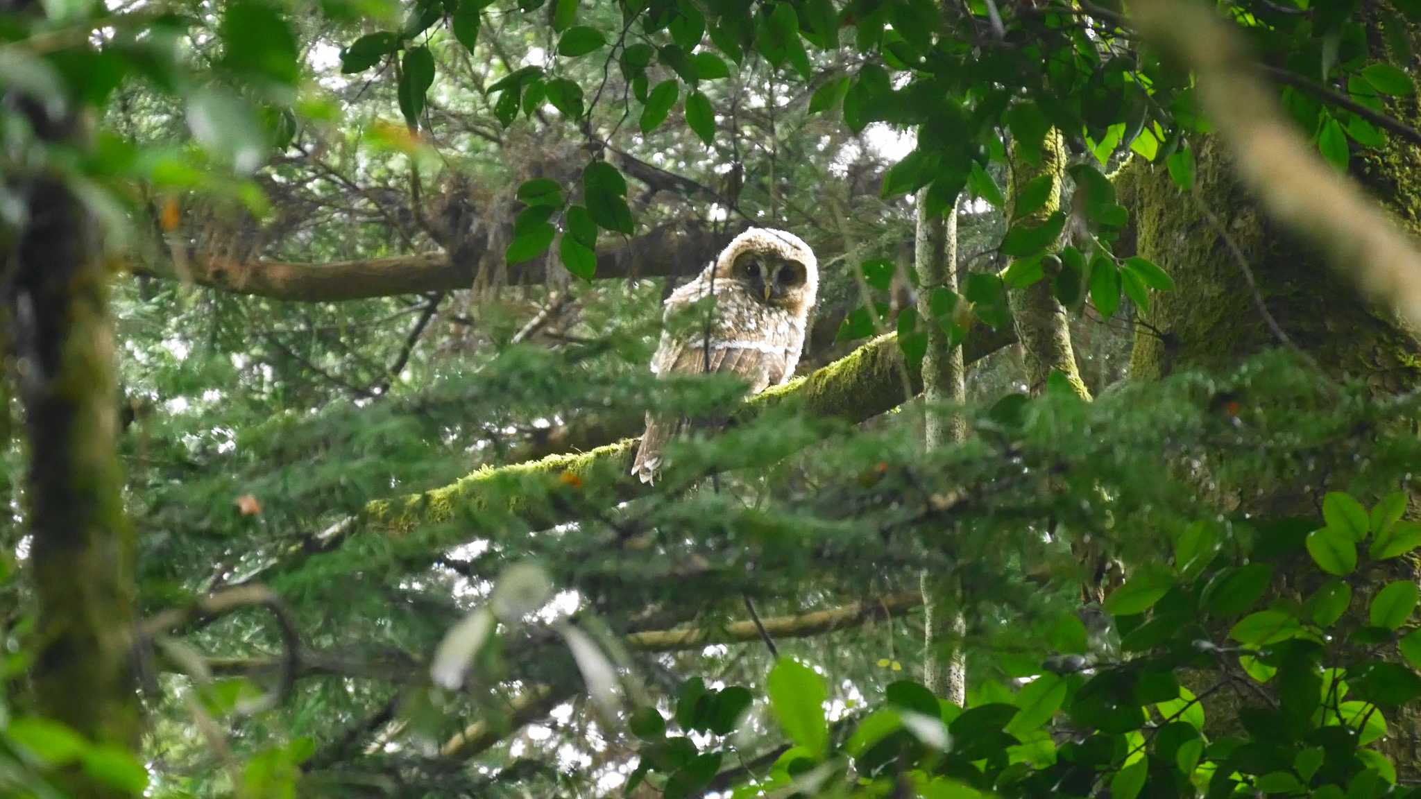 松江市 フクロウの写真