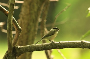 ハシブトガラ 西岡公園(西岡水源地) 2021年7月4日(日)