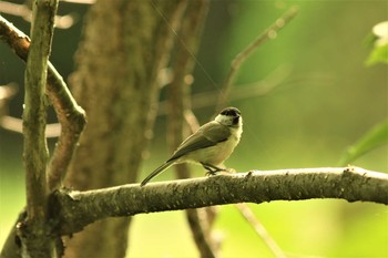 ハシブトガラ 西岡公園(西岡水源地) 2021年7月4日(日)