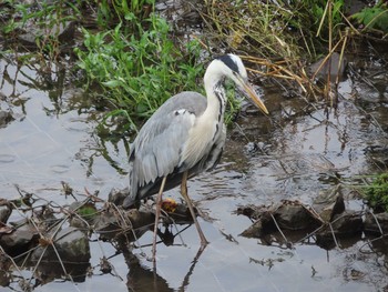 2021年7月4日(日) 境川(境橋付近)の野鳥観察記録