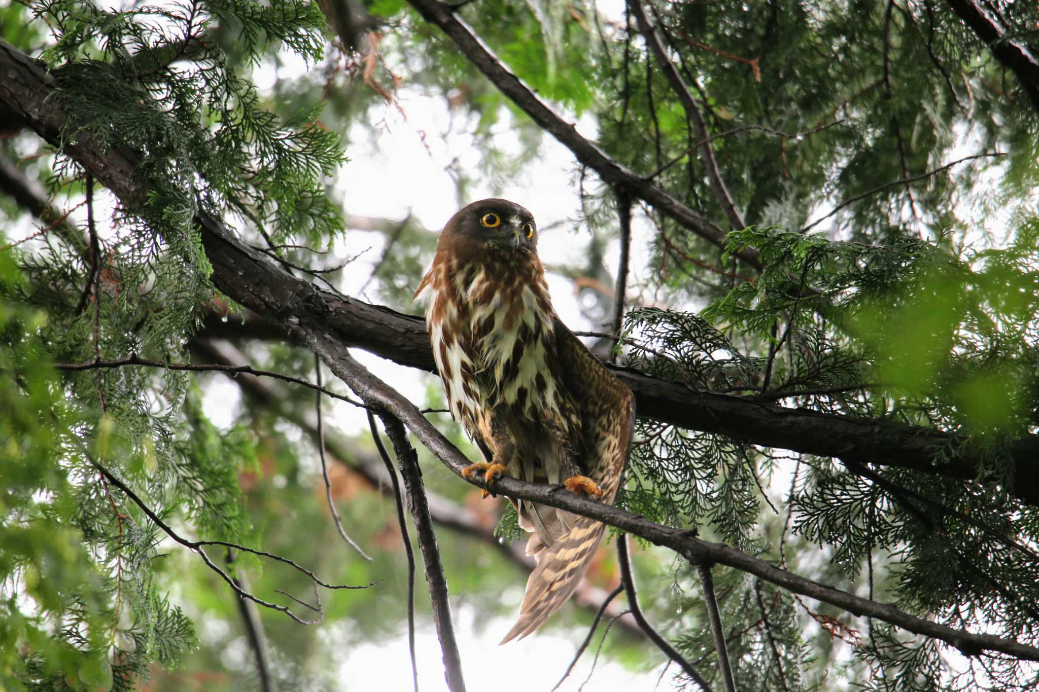 東京都 アオバズクの写真