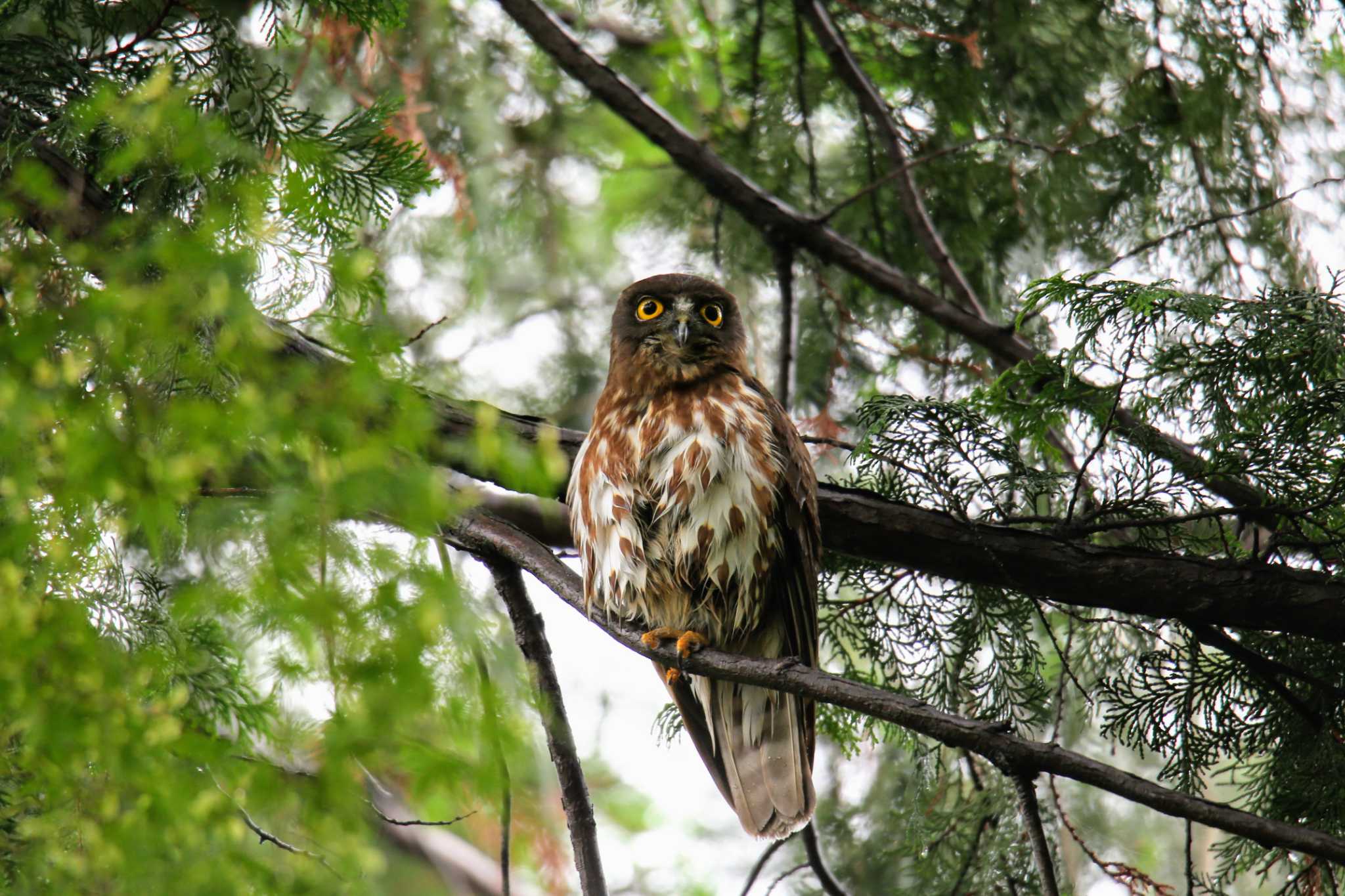 東京都 アオバズクの写真 by はやぶさくん