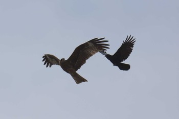 Black Kite 京都市鴨川公園 Sat, 3/25/2017