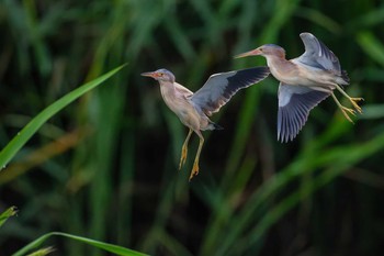 Yellow Bittern 福岡県 鞍手町 Sat, 7/3/2021