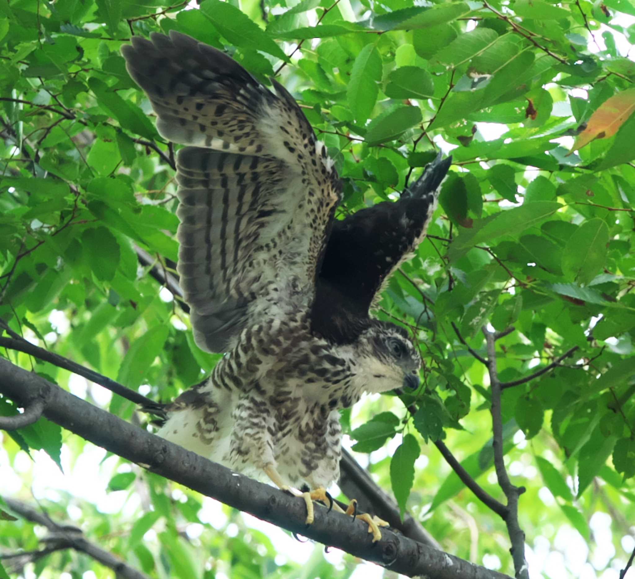 ツミの幼鳥