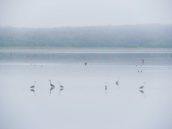 2021年7月4日(日) オムサロ原生花園、コムケ湖畔の野鳥観察記録