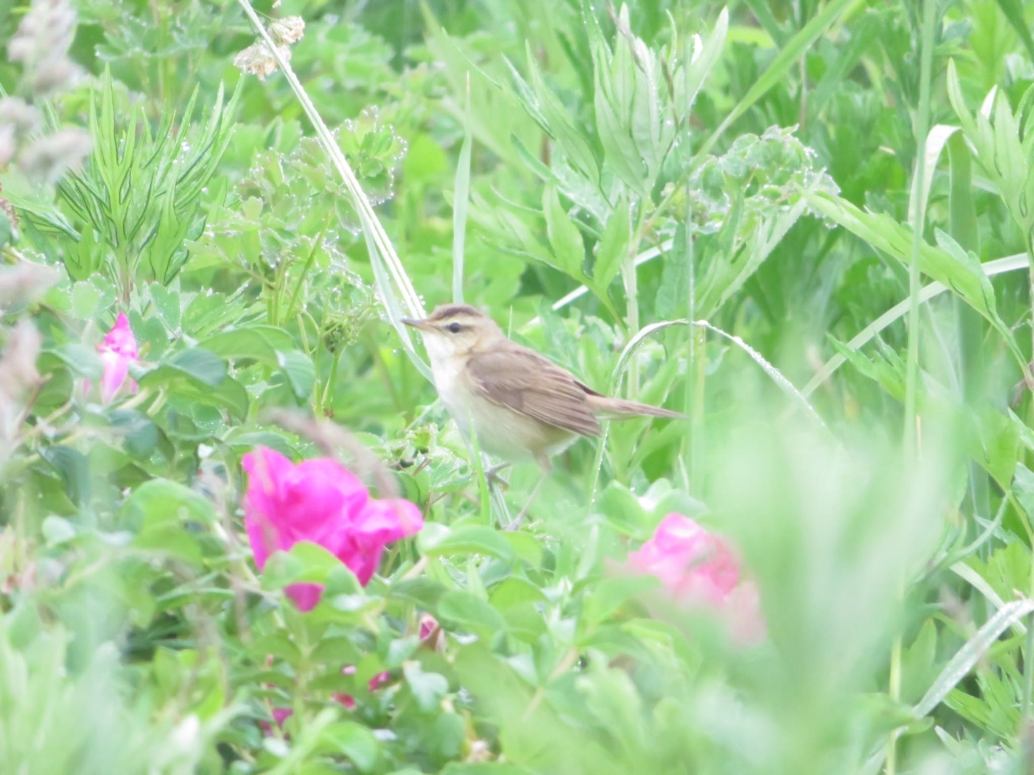 オムサロ原生花園、コムケ湖畔 シマセンニュウの写真 by ユウ@道民