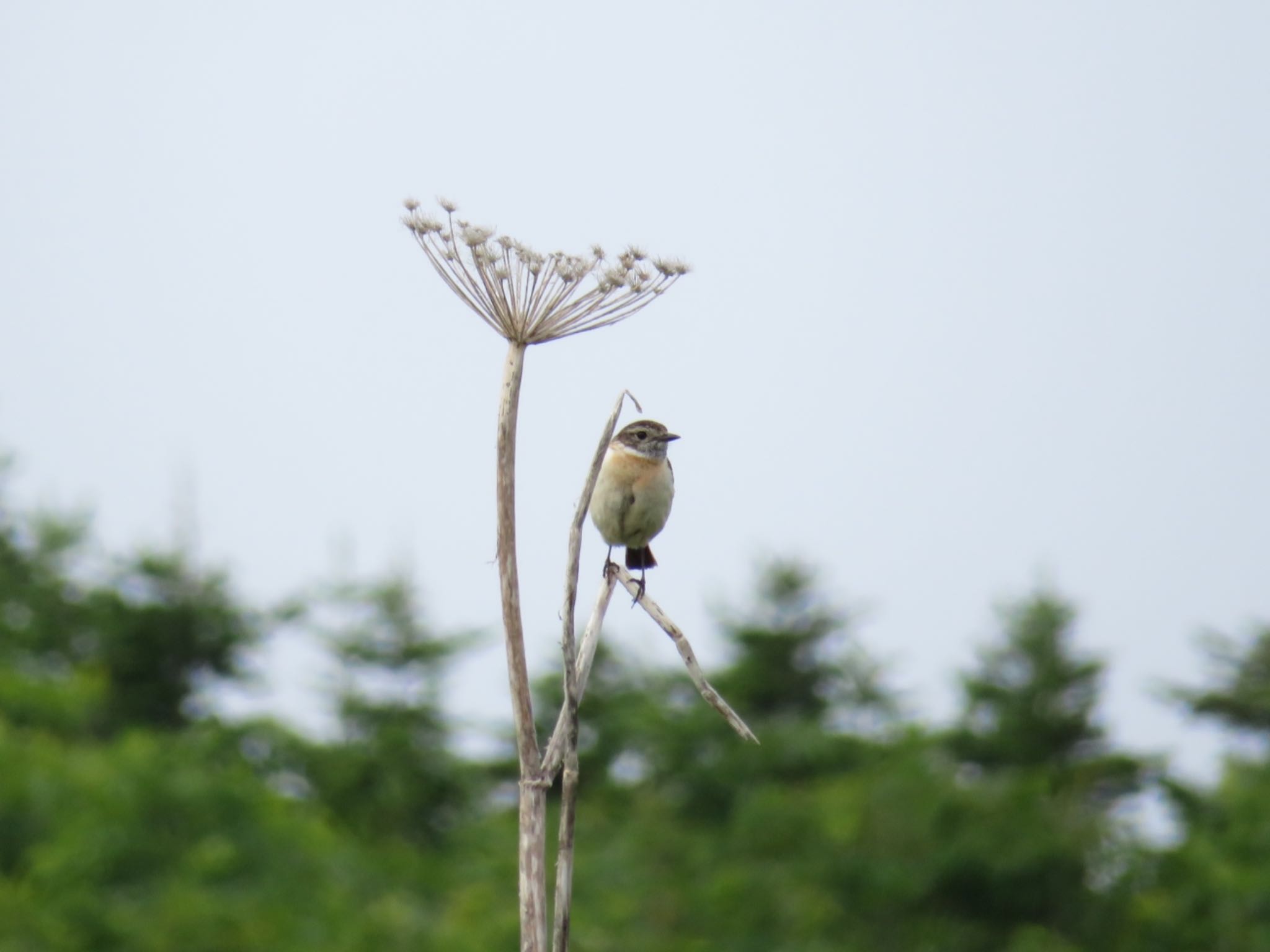 オムサロ原生花園、コムケ湖畔 ノビタキの写真