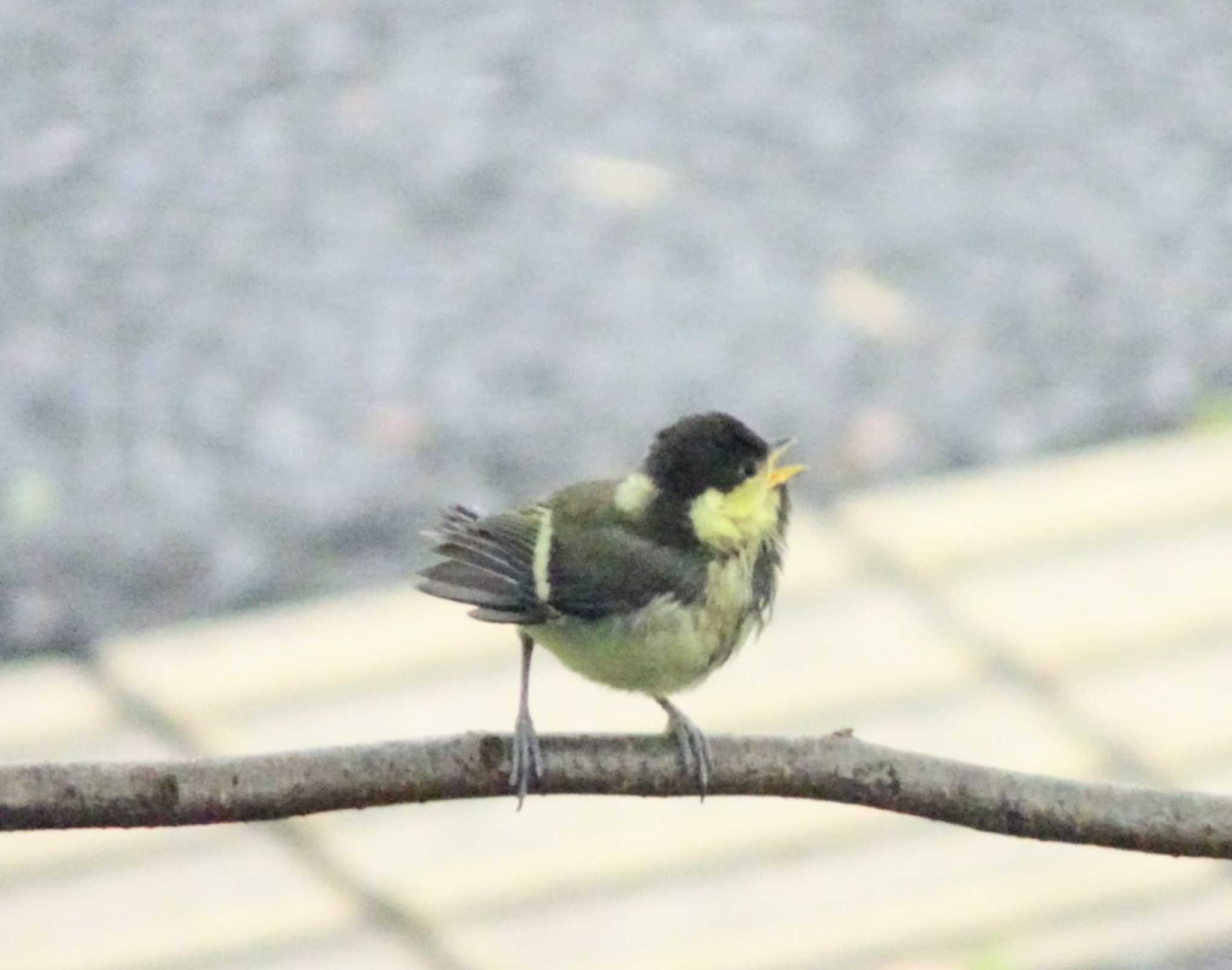  シジュウカラの写真