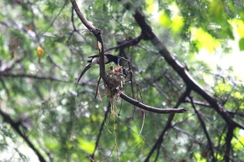 Black Paradise Flycatcher Unknown Spots Sat, 7/3/2021
