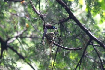 サンコウチョウ 場所が不明 2021年7月3日(土)