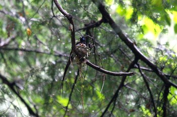 Black Paradise Flycatcher Unknown Spots Sat, 7/3/2021