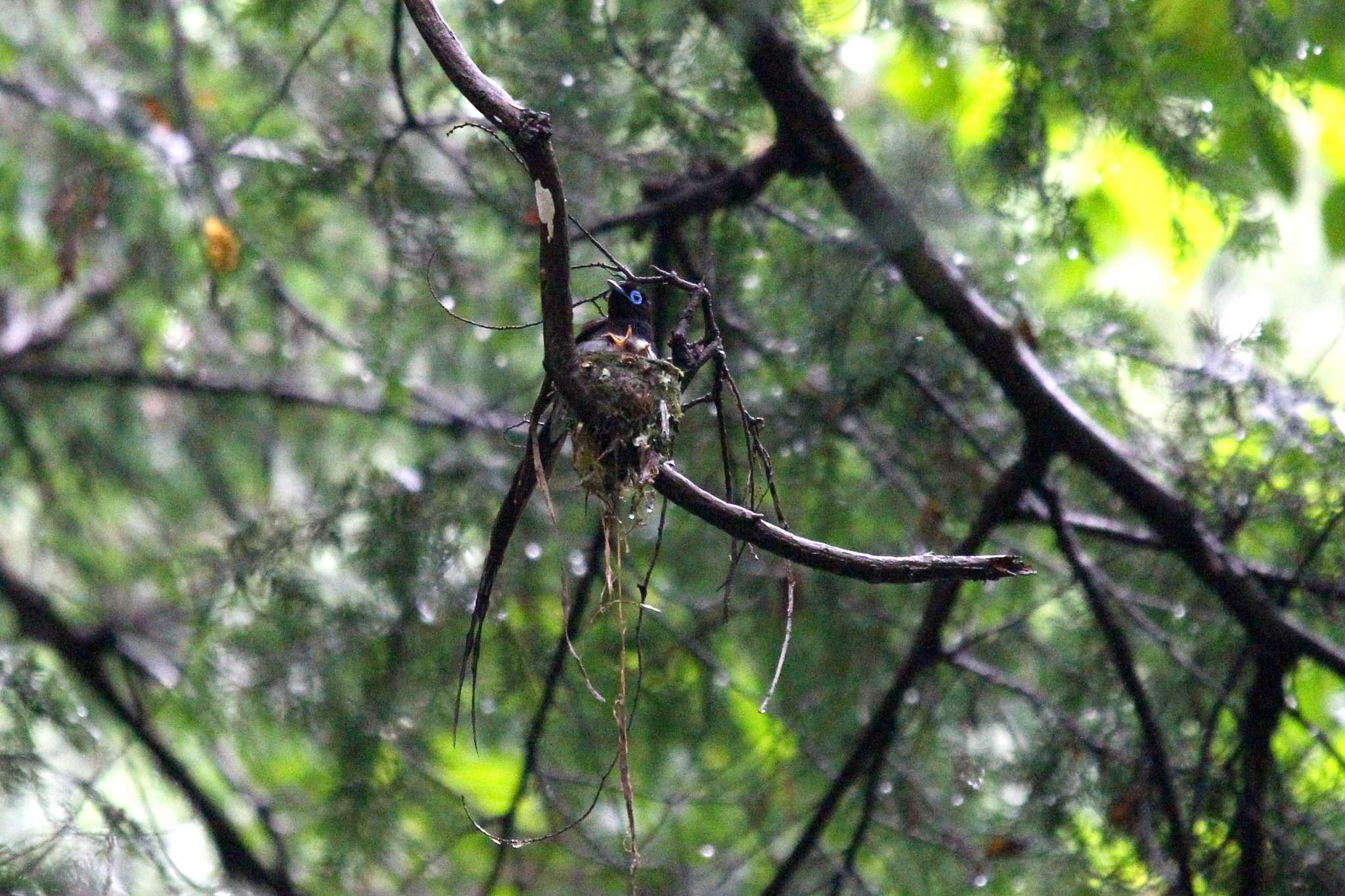 Photo of Black Paradise Flycatcher at  by ピースケ