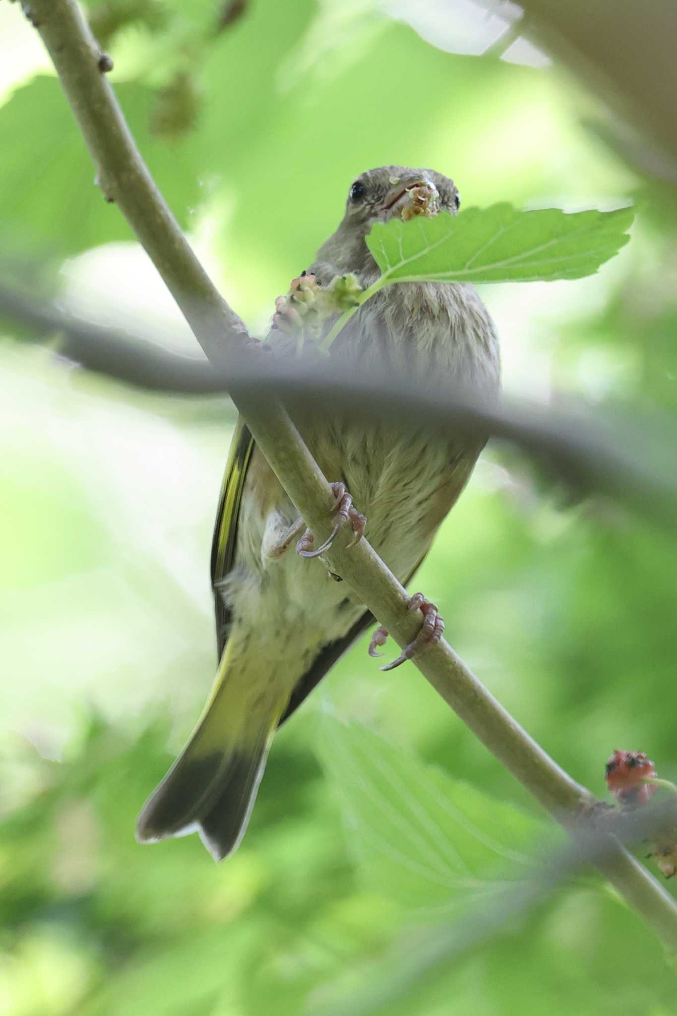 明石公園のカワラヒワ