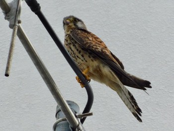 Common Kestrel Unknown Spots Sun, 3/26/2017