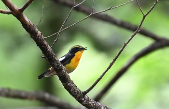 キビタキ 栃木県 2021年6月20日(日)