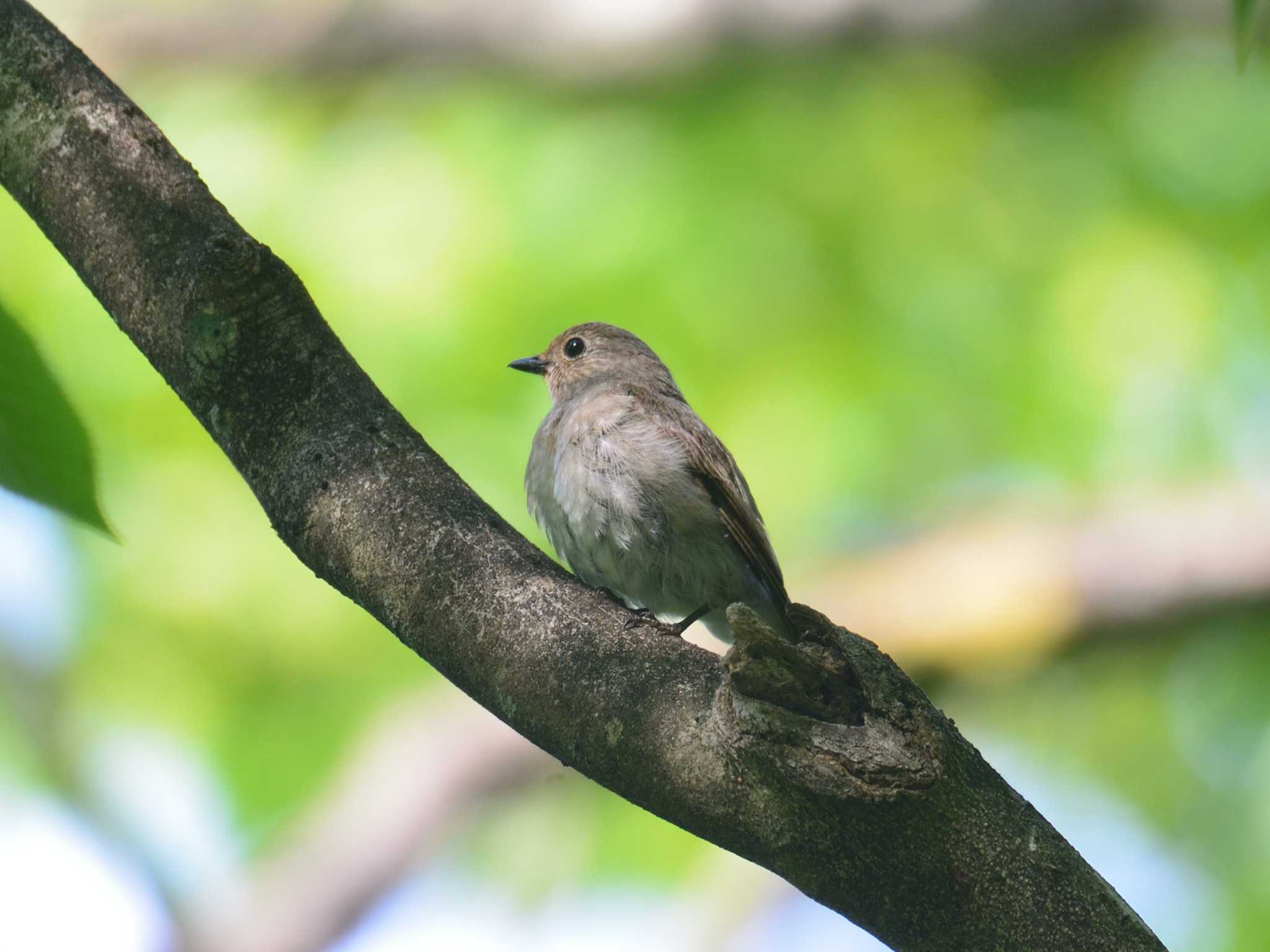 伊香保森林公園 オオルリの写真