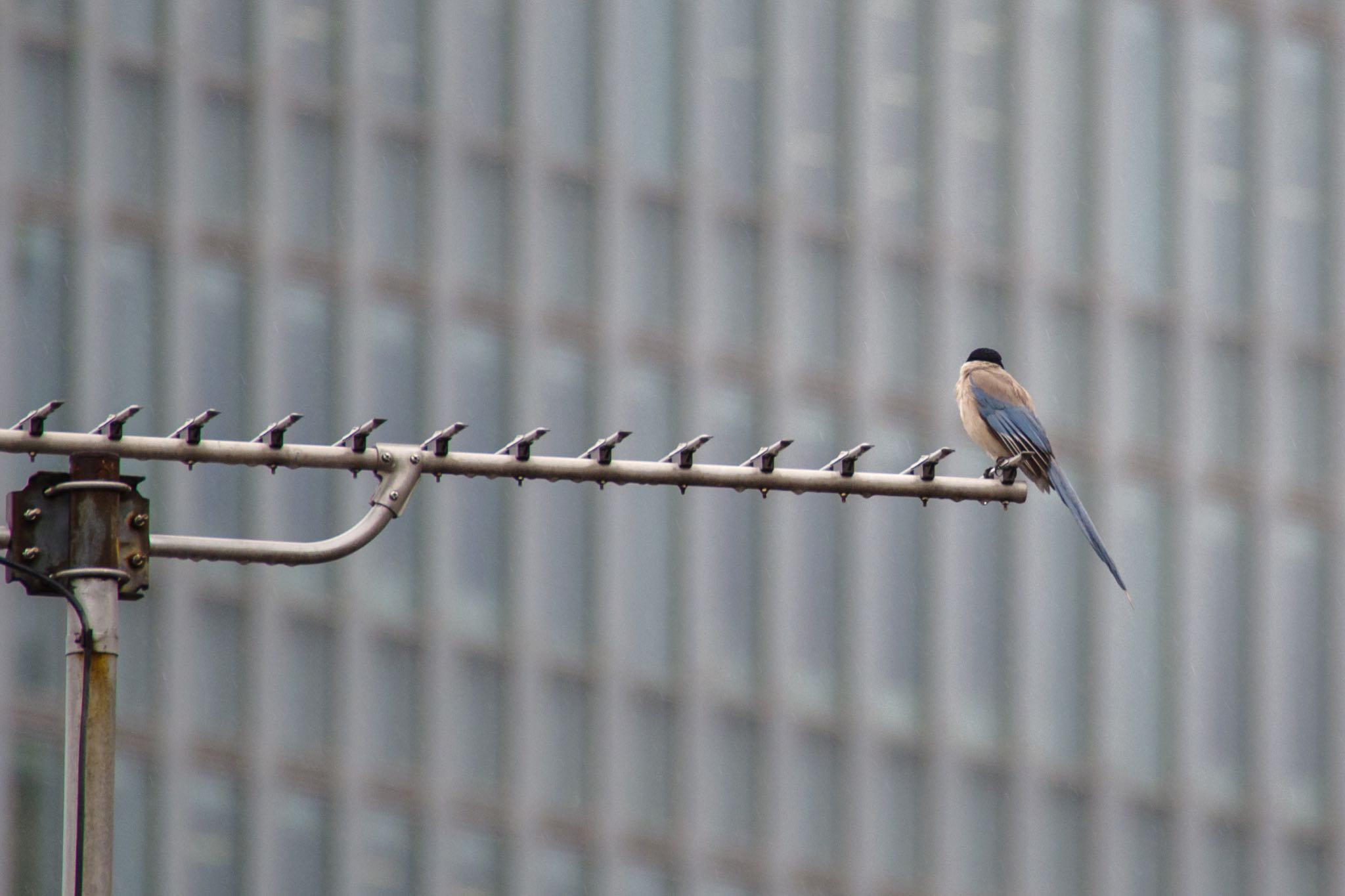 都内市街地 オナガの写真 by Marco Birds