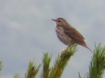 Sun, 7/4/2021 Birding report at 十勝岳