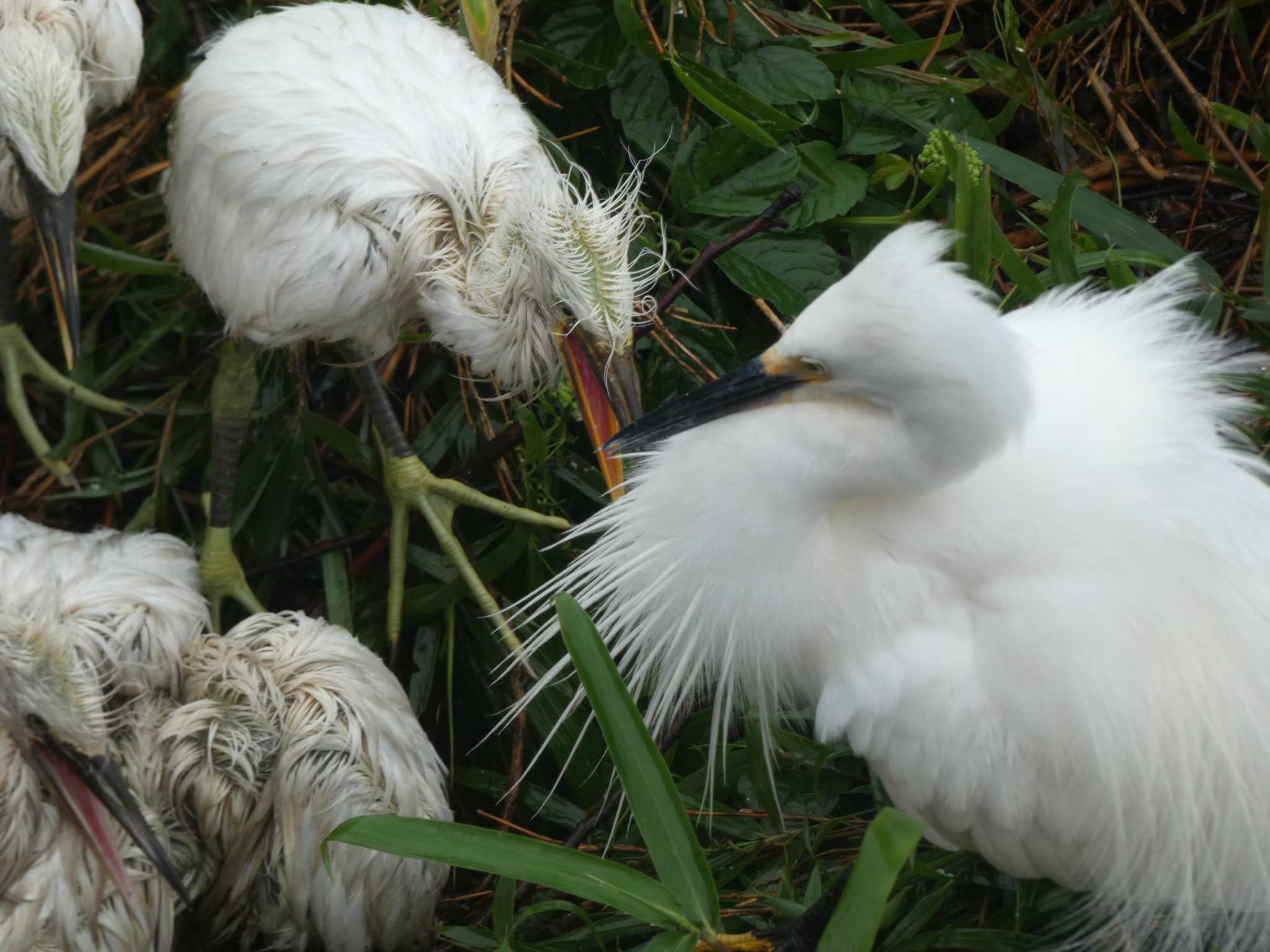 茨城県 コサギの写真 by sen