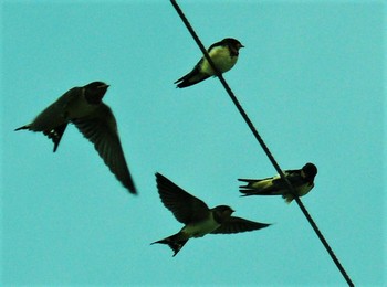 2021年6月27日(日) 御殿場の野鳥観察記録