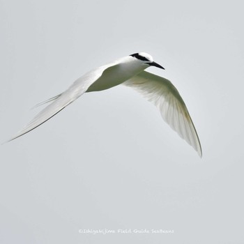 Black-naped Tern Ishigaki Island Thu, 7/1/2021