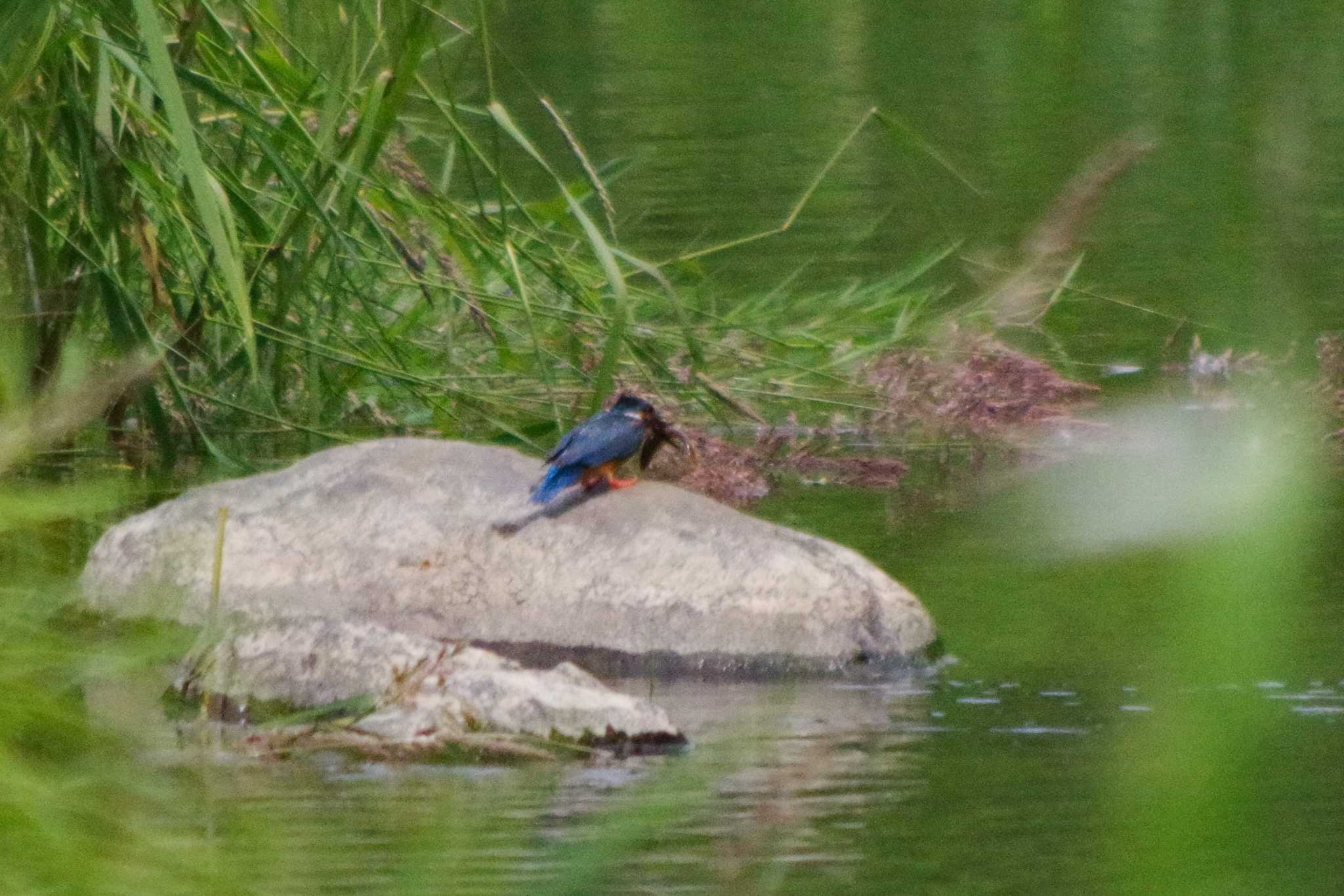 ふと気づいたら、遠くでペタンペタンやってました。