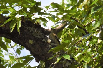 Hawfinch 弘前城公園 Sat, 7/3/2021