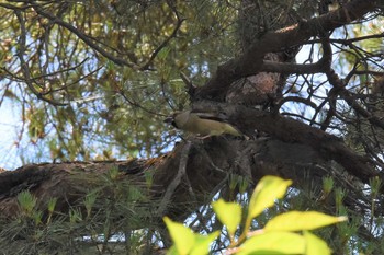 Hawfinch 弘前城公園 Sat, 7/3/2021