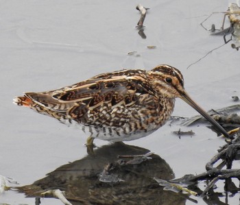 Common Snipe 大阪府東大阪市 Sun, 3/26/2017