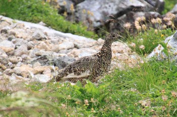 2011年8月14日(日) 立山　別山の野鳥観察記録