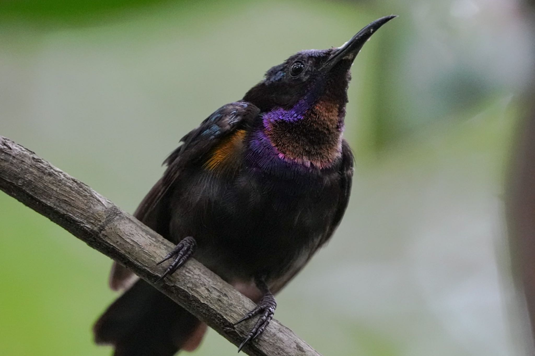 ノドアカタイヨウチョウ