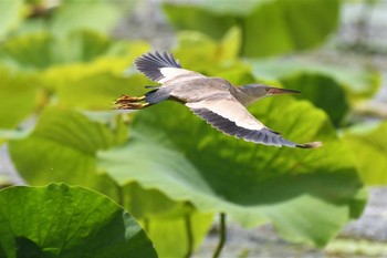 2021年7月3日(土) 瓢湖の野鳥観察記録
