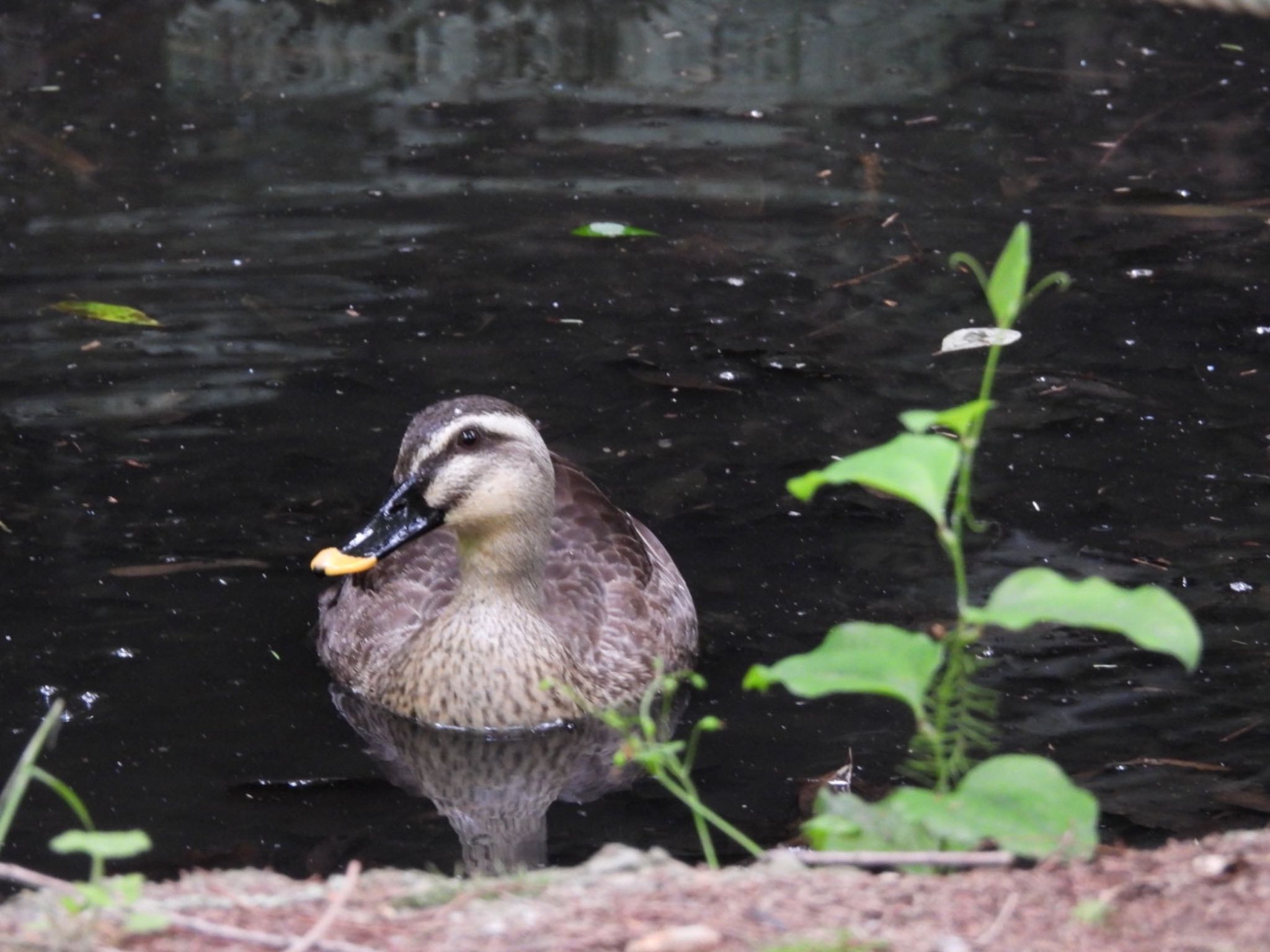 神奈川県大和市泉の森公園 カルガモの写真 by カルル