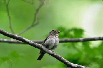 キビタキ 戸隠森林植物園(戸隠森林公園) 2015年7月2日(木)