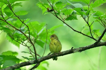 ノジコ 戸隠森林植物園(戸隠森林公園) 撮影日未設定