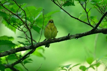 ノジコ 戸隠森林植物園(戸隠森林公園) 2015年7月2日(木)