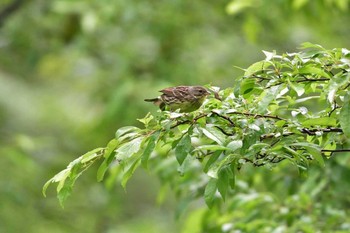 アオジ 戸隠森林植物園(戸隠森林公園) 2015年7月2日(木)