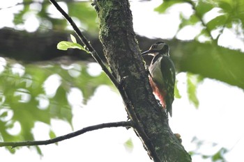 アカゲラ 戸隠森林植物園(戸隠森林公園) 2015年7月2日(木)