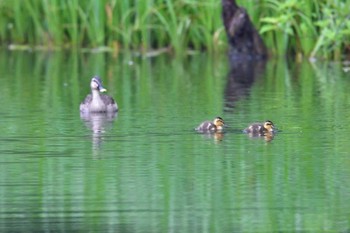 カルガモ 戸隠森林植物園(戸隠森林公園) 2015年7月2日(木)