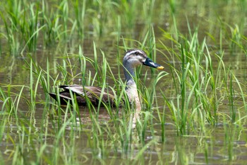 Eastern Spot-billed Duck 神戸市西区岩岡町 Mon, 6/21/2021