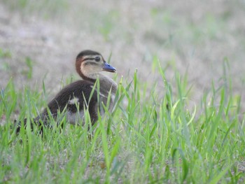 2021年7月4日(日) 本別公園(北海道中川郡)の野鳥観察記録