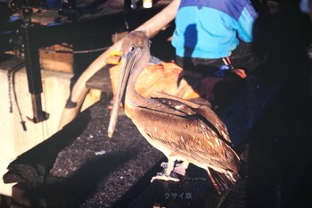 Brown Pelican サンフランシスコ Fri, 2/8/2002