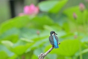 Common Kingfisher 蟹ヶ谷公園 Mon, 7/5/2021