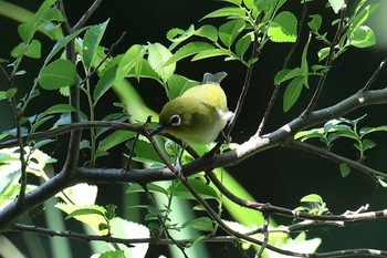 メジロ 明石公園 2021年5月30日(日)